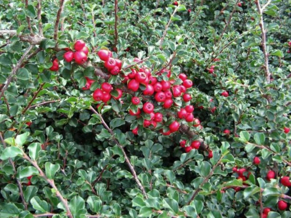 Cotoneaster praecox, Frühe Steinmispel