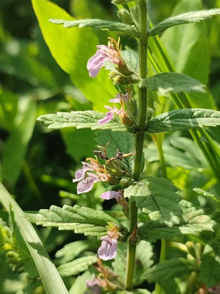 Salbei-Gamander (Teucrium scorodonia)​