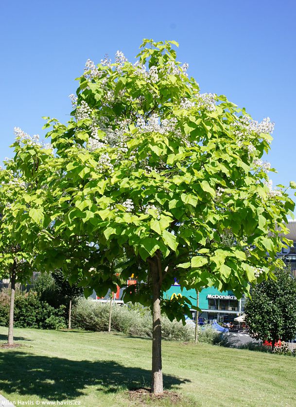 Gewöhnlicher Trompetenbaum (Catalpa bignonioides)​