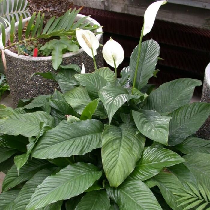 Einblatt-Hybride Spathiphyllum 'Mauna Loa' mit fleischiger weißer Blüte