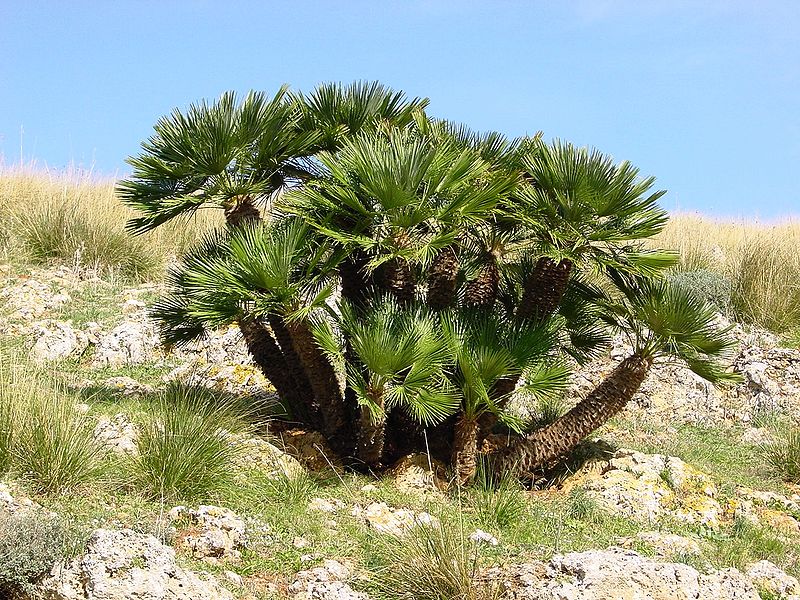 Die Zwergpalme (Chamaerops humilis) wird im Sommer draußen aufgestellt.