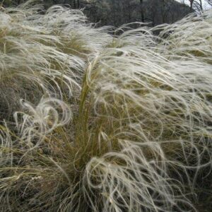 Federgras (Stipa pennata)​