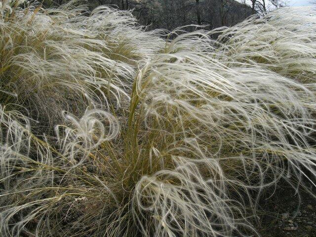Federgras (Stipa pennata)​