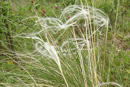 Federgras (Stipa pulcherrima)​