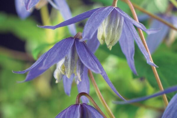 Alpen-Waldrebe (Clematis alpina)