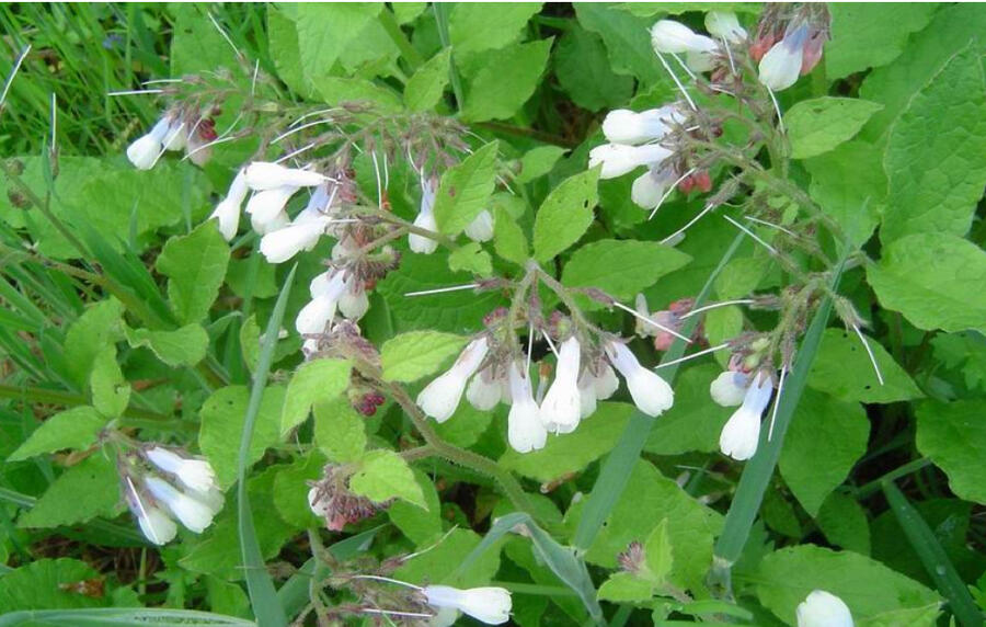 Großblütiger Beinwell (Symphytum grandiflorum)​