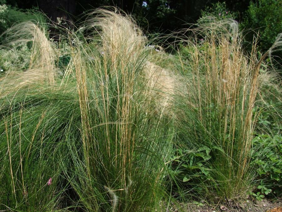 Federgras (Stipa capillata)​