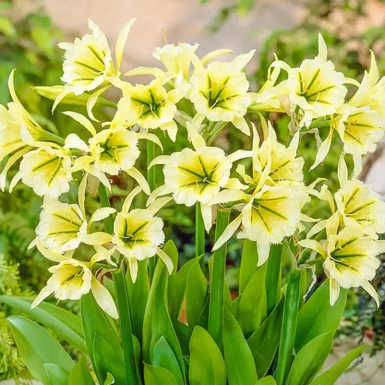 Sulphur Queen