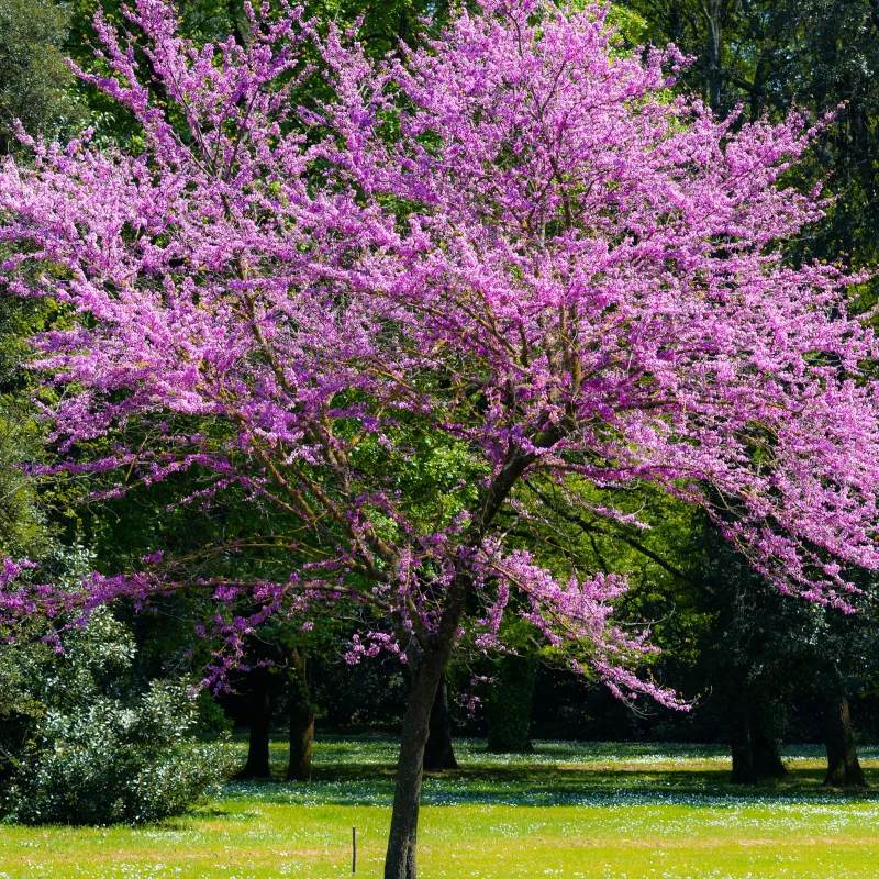 Judasbaum (Cercis siliquastrum)​