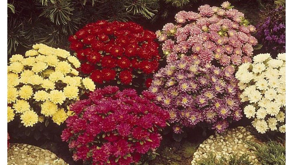 Astern Pinocchio: Gefüllte Blüten in verschiedenen Farben, geeignet für Blumentöpfe.