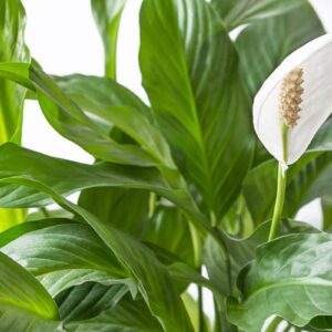 Einblatt (Spathiphyllum wallisii)