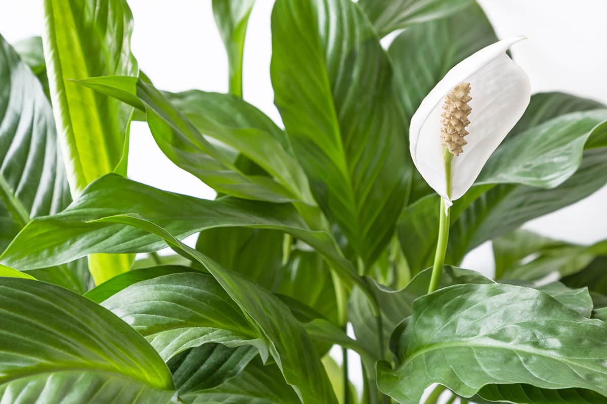 Einblatt (Spathiphyllum) mit weißem Hochblatt – typische Zimmerpflanze für den Halbschatten