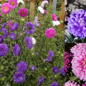 Chinesische Aster (Callistephus chinensis)