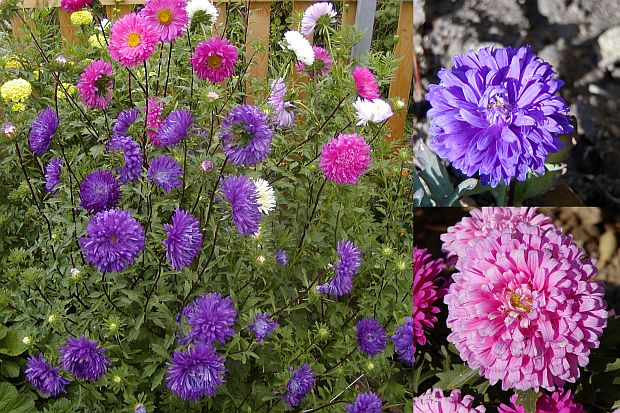 Chinesische Aster (Callistephus chinensis)