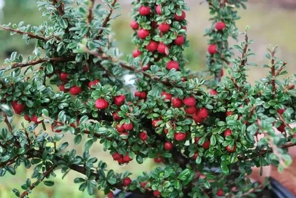 Cotoneaster microphyllus, Kleinblättrige Zwergmispel