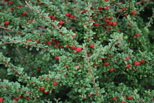 Cotoneaster conspicuus (Auffälliger Steinmispel)
