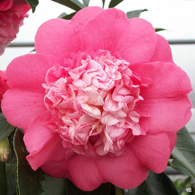 Japanische Kamelie 'Chandleri Elegans' — hellrosa Blüte einer alten Sorte