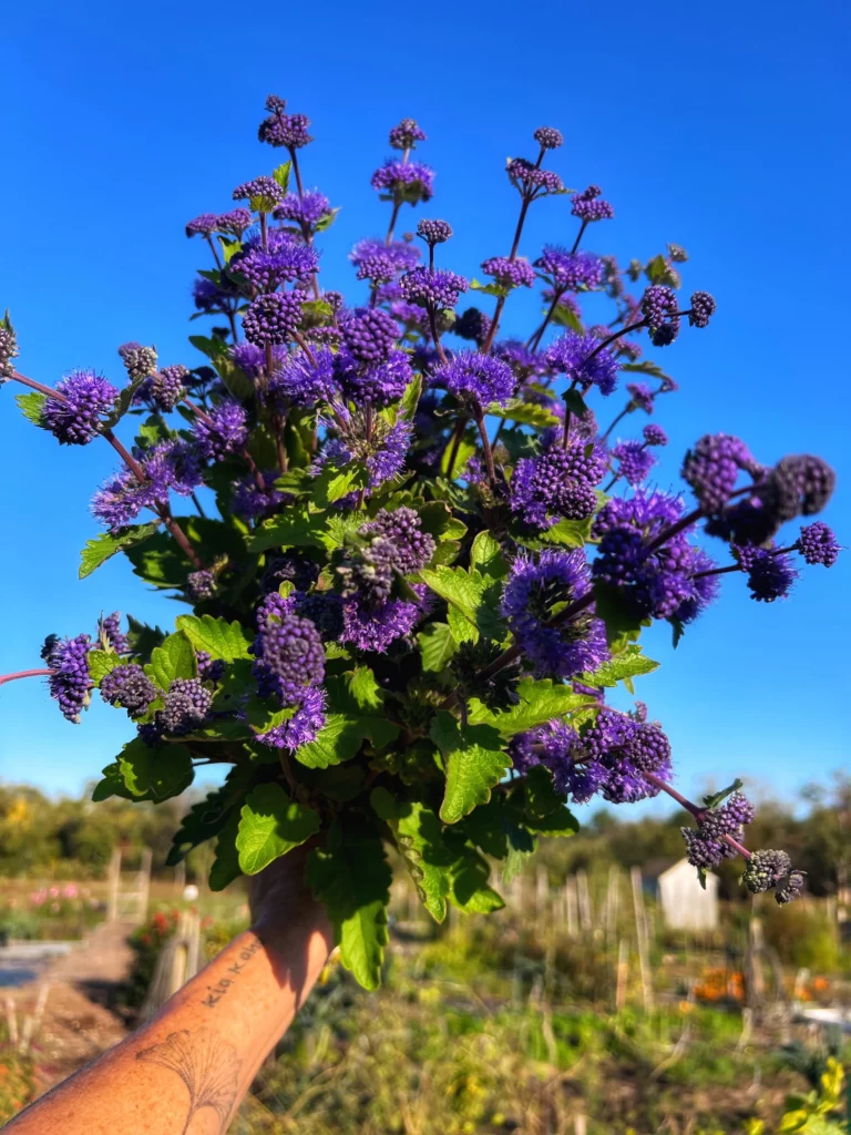 Bartblume (Caryopteris)​