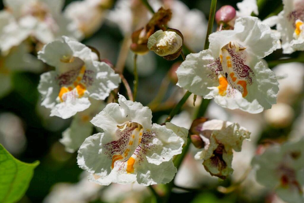 Trompetenbaum (Catalpa speciosa):​