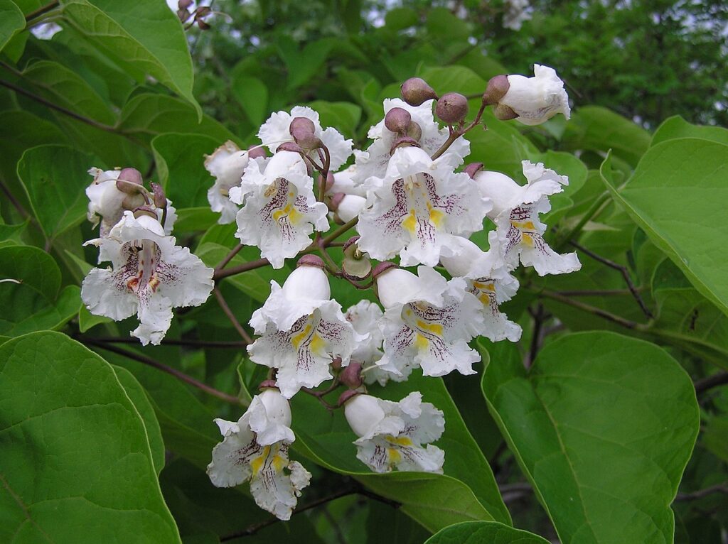 Gewöhnlicher Trompetenbaum (Catalpa bignonioides)​