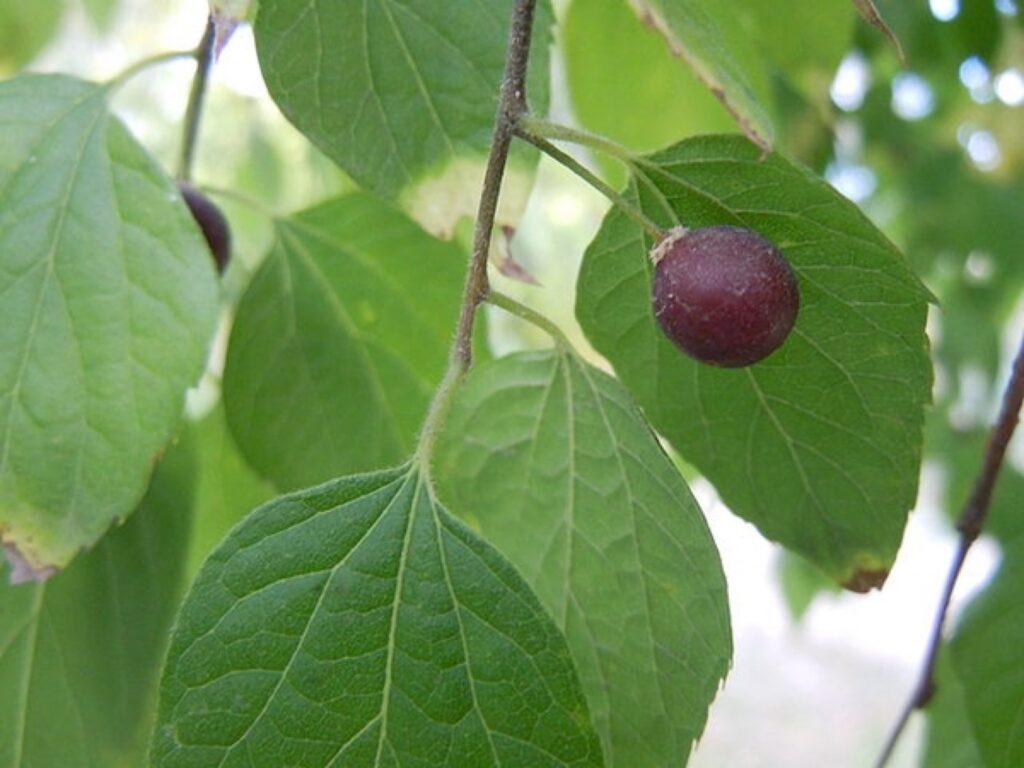 Gemeiner Zürgelbaum (Celtis occidentalis)​