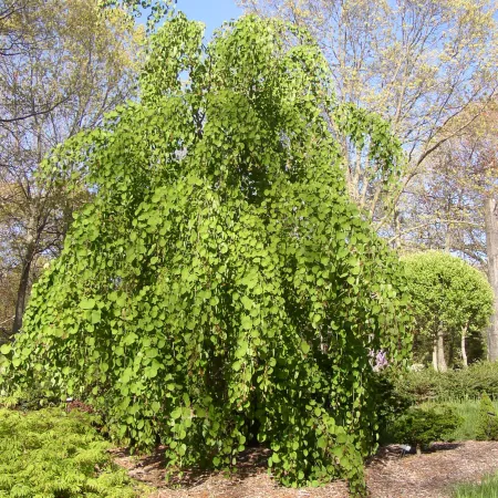 Cercidiphyllum magnificum