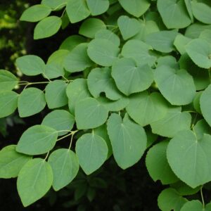 Rundlich-herzförmige Blätter des Japanischen Kuchenbaums (Cercidiphyllum japonicum) an einem Zweig