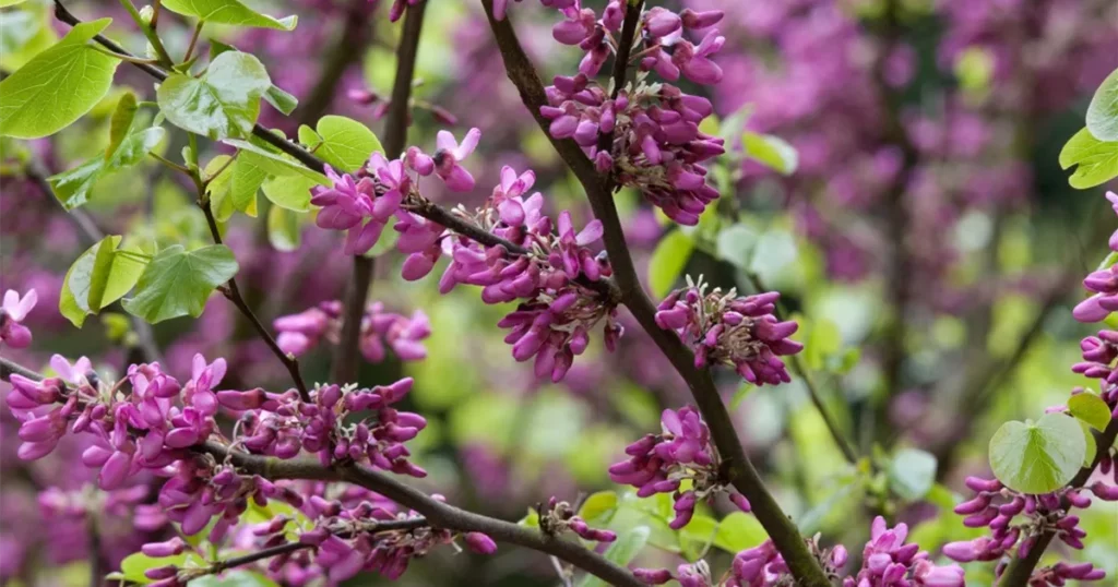 Judasbaum (Cercis siliquastrum)​