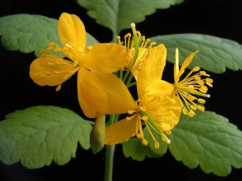 Chelidonium majus (Schöllkraut)