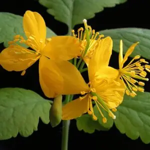 Chelidonium majus (Schöllkraut)