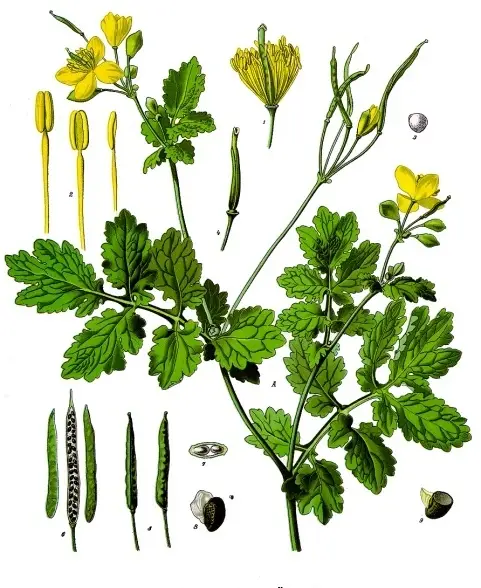 Chelidonium majus (Schöllkraut)