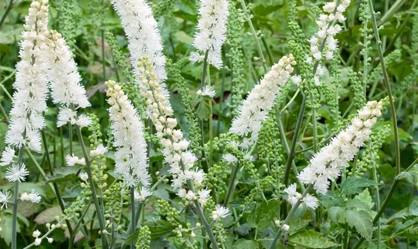 Silberkerze (Cimicifuga simplex)​