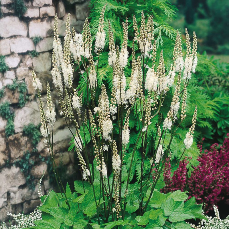 Silberkerze (Cimicifuga ramosa)​