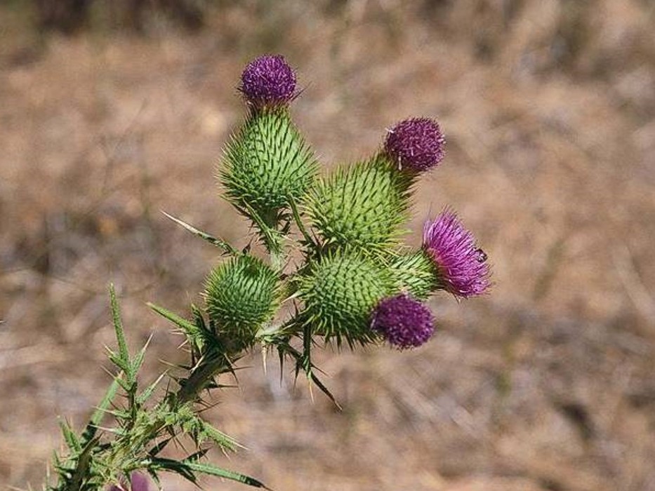 Gewöhnliche Kratzdistel (Cirsium vulgare)​