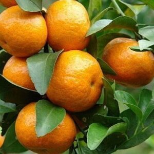 Citrus reticulata (Mandarine)​