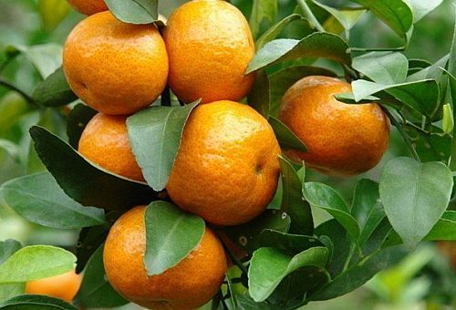 Citrus reticulata (Mandarine)​