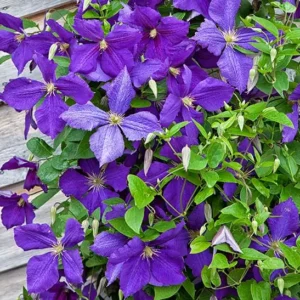 Jackmanns Waldrebe (Clematis x jackmanii)​