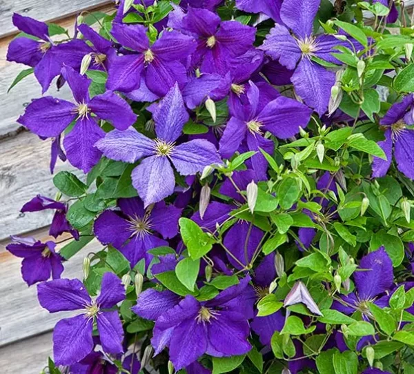 Jackmans Waldrebe (Clematis × jackmanii)