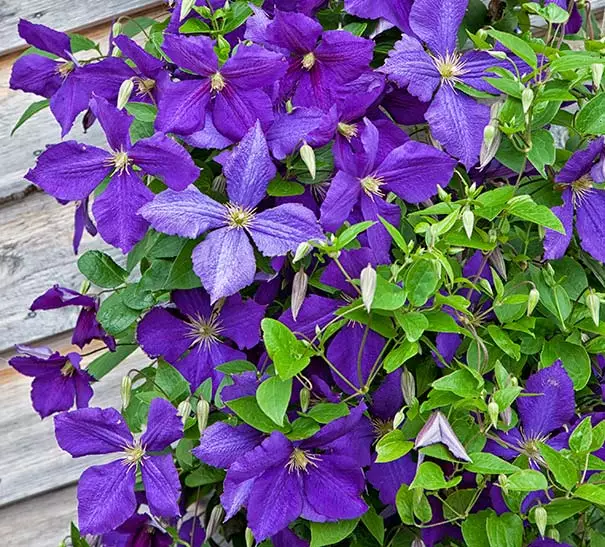 Jackmanns Waldrebe (Clematis x jackmanii)​