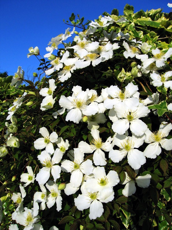 Bergwaldrebe (Clematis montana)​