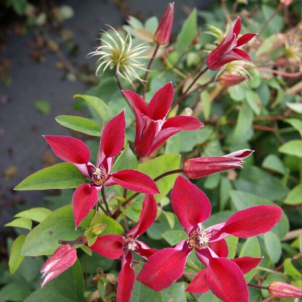 Texanische Waldrebe (Clematis texensis)
