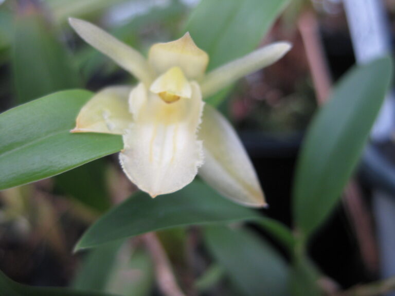 Japanische Kamelie 'Fimbriata Alba' — weiße, gefüllte Blüte mit gefransten Blütenblatträndern