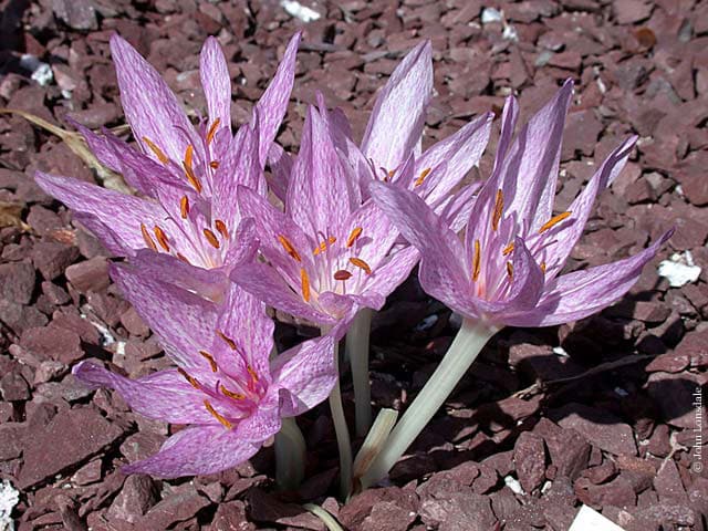 Colchicum-Hybriden​
