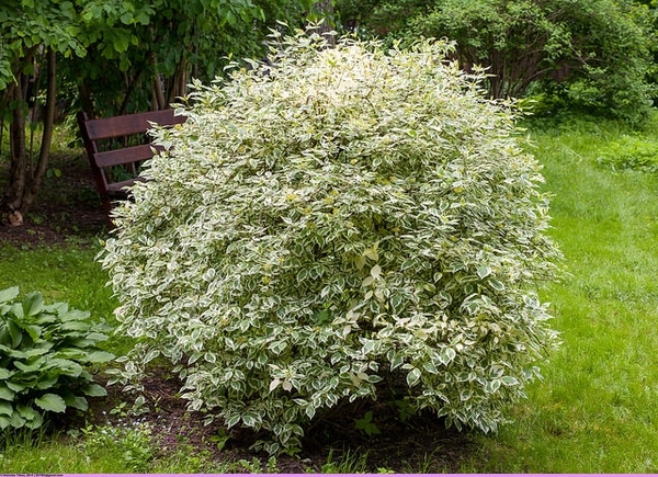 Weißer Hartriegel (Cornus alba)​
