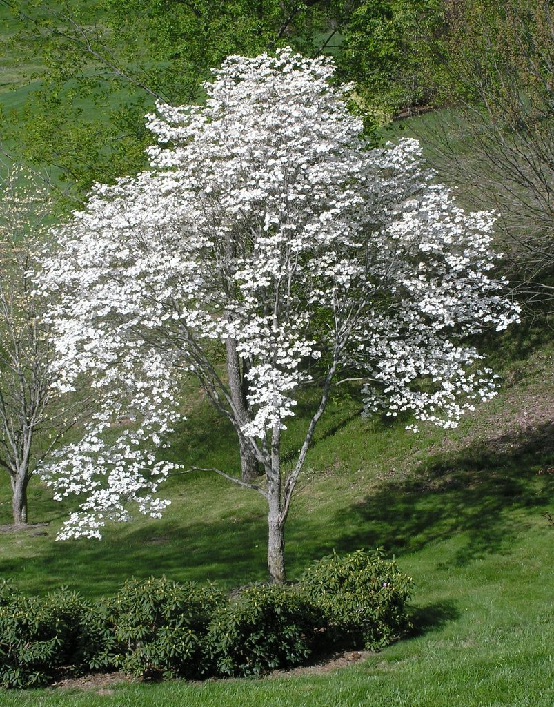 Blütenhartriegel (Cornus florida)​