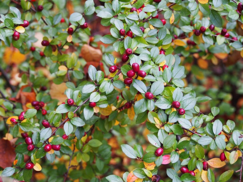 Cotoneaster divaricatus, Spreiziger Zwergmispel