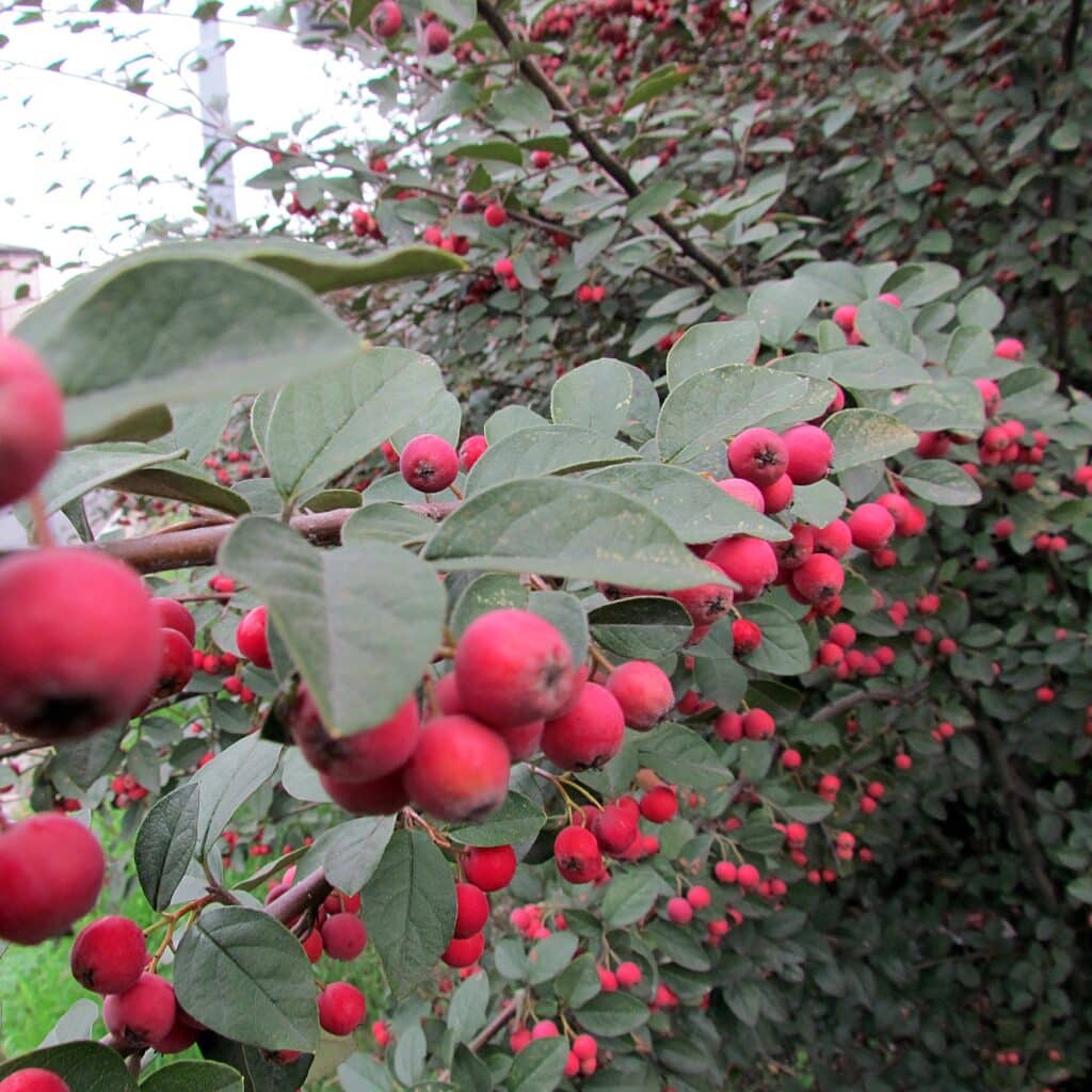 Cotoneaster multiflorus, Vielblütiger Zwergmispel