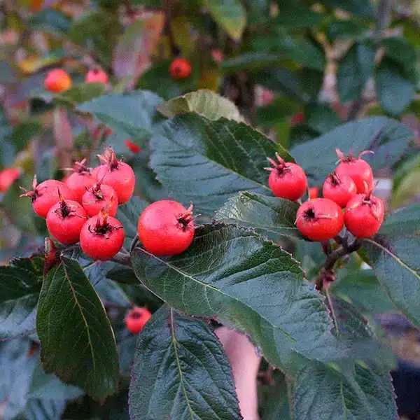 Lavalle-Weißdorn (Crataegus × lavallei)​