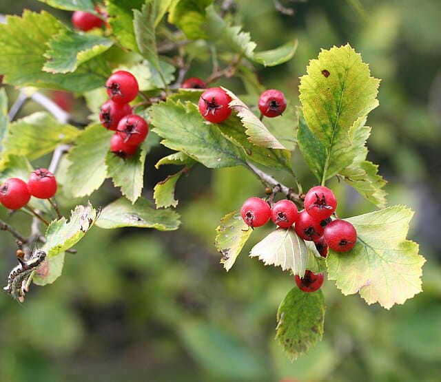 Goldfrüchtiger Weißdorn (Crataegus chrysocarpa)​