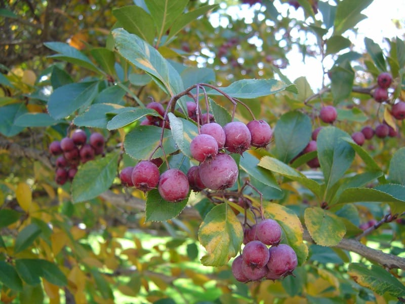 Hahnendorn (Crataegus crus-galli)​